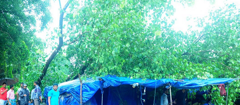 banyan